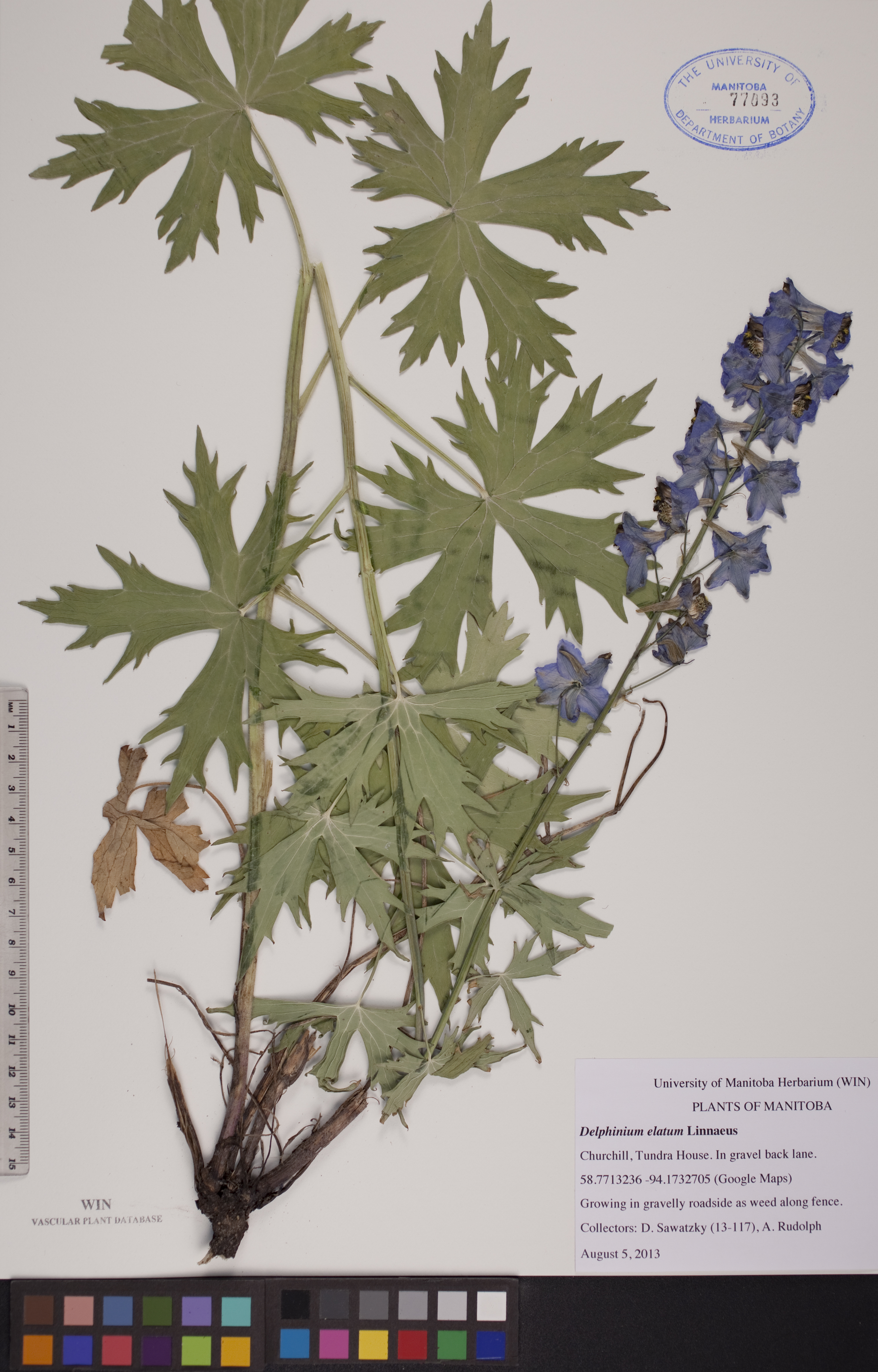 Delphinium elatum image